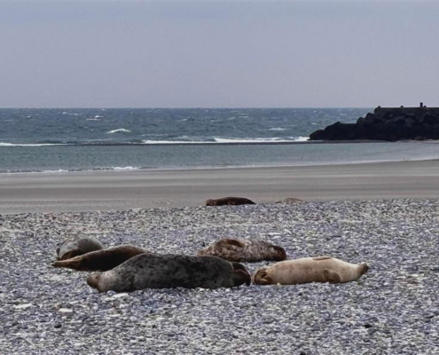 Internat_Lucius_Helgoland_6
